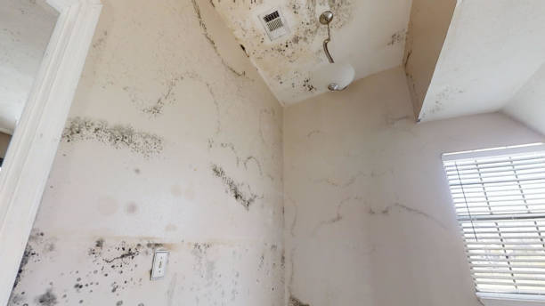 Best Asbestos and Lead Testing During Mold Inspection  in Shannondale, WV