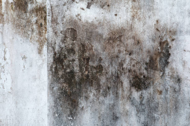 Best Post-Remediation Verification Testing  in Shannondale, WV