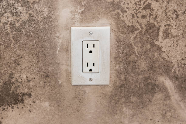 Best Water Damage & Mold Remediation  in Shannondale, WV